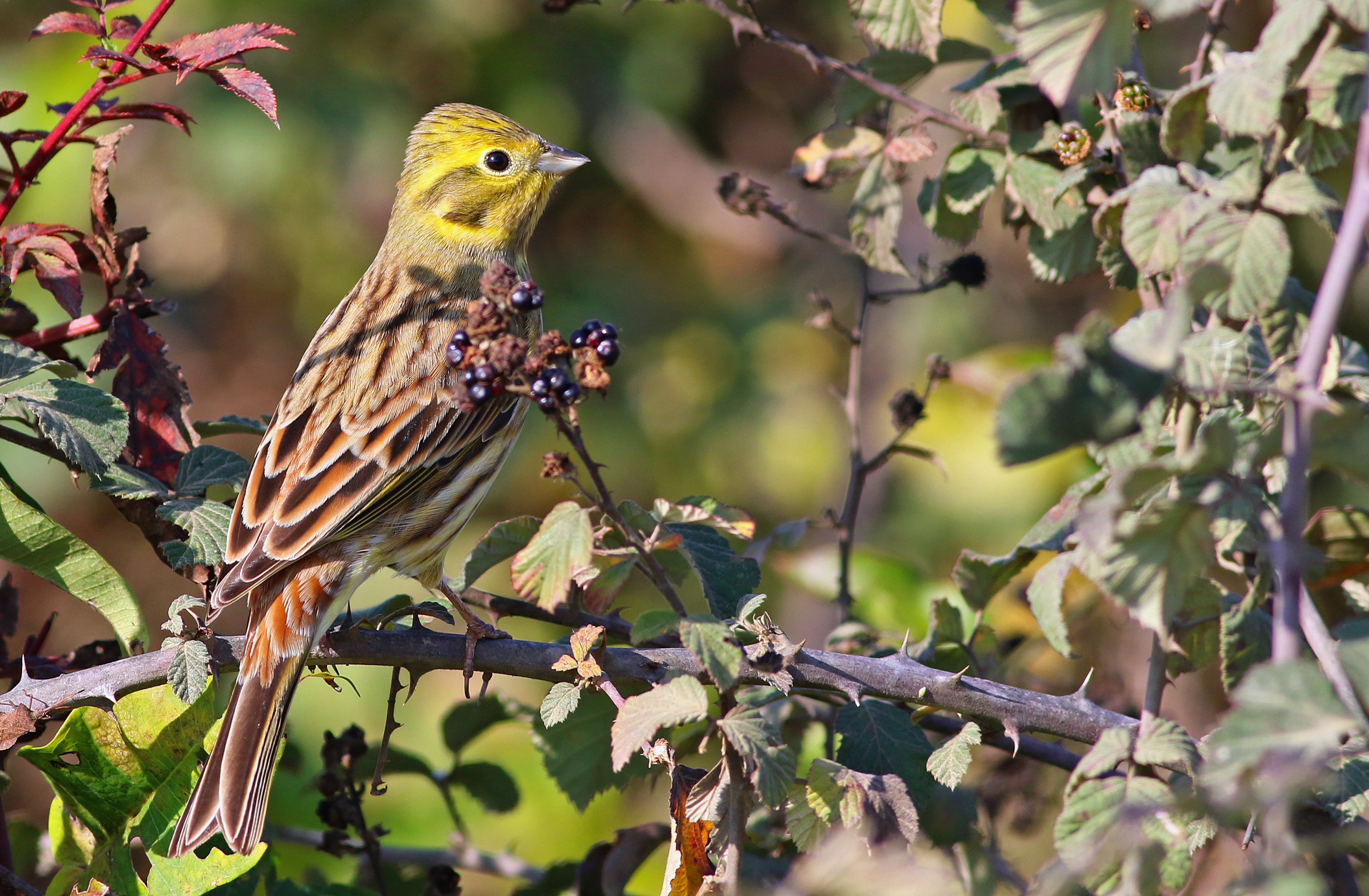 Yellowhammer